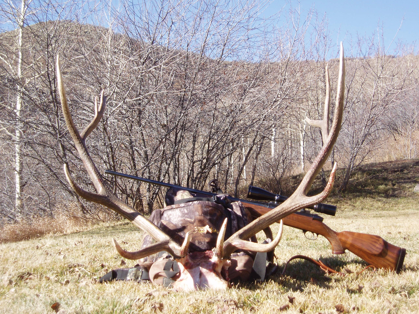 Colorado Rifle Elk hunting Elk Hunting